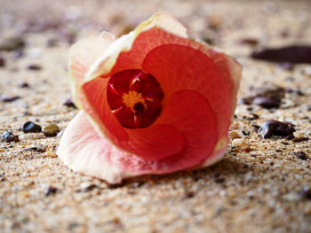 Close-up of red flower on land