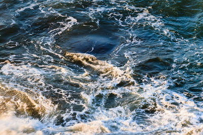 High angle view of whale swimming in sea