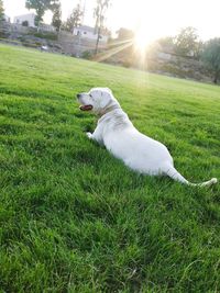 View of dog on grassy field