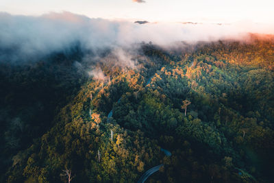 High angle view of trees in forest