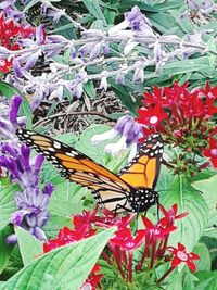 High angle view of butterfly on flowers