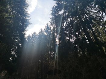 Low angle view of sunlight streaming through trees in forest