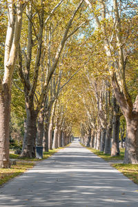 Road amidst trees during autumn