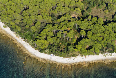 High angle view of plants growing on land