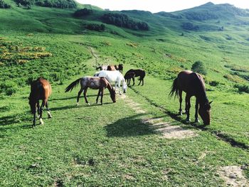 Horses grazing in a field