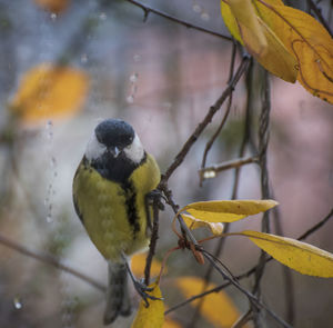 Close-up of bird perching on branch