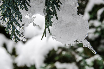Close-up of frozen leaves on branch