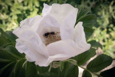 Close-up of white rose