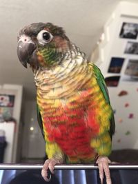 Close-up of parrot perching