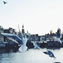 Seagull flying over water