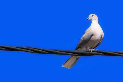 Low angle view of seagull perching on the sky