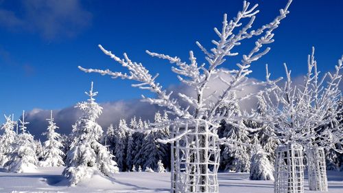 Snow covered trees against blue sky