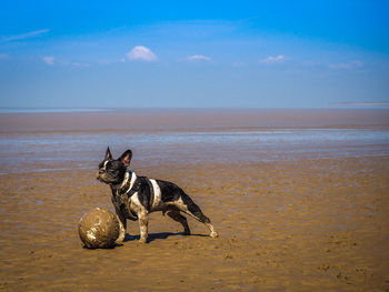 Dog playing with ball at beach