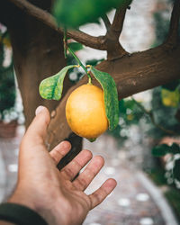 Cropped image of hand holding fruit