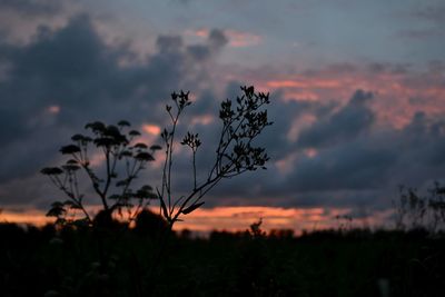 Silhouette of tree on field at sunset