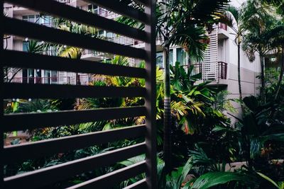 View of palm trees and buildings