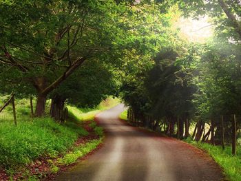 Road amidst trees