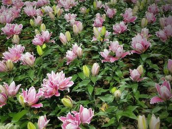 High angle view of pink flowering plants