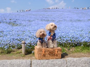 Hairy dogs sitting on container against flowering plants