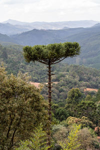 Scenic view of tree and mountains against sky