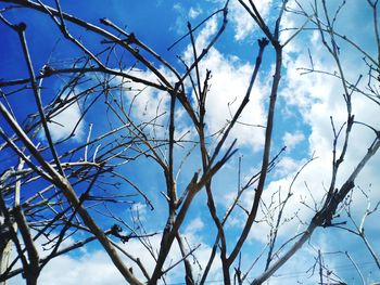 Low angle view of frozen bare tree against sky