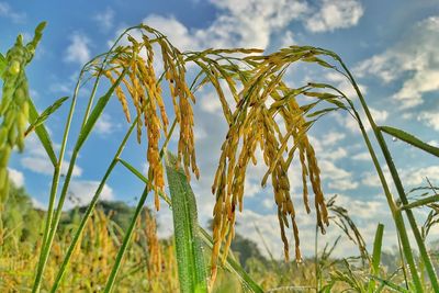 Close-up of crops on field against sky