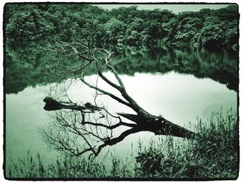 Reflection of trees in water