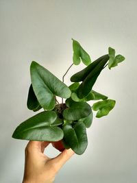 Close-up of hand holding leaves over white background