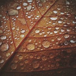 Full frame shot of leaf