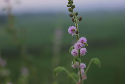 Close-up of purple flowering plant on field