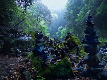 Rocks in forest