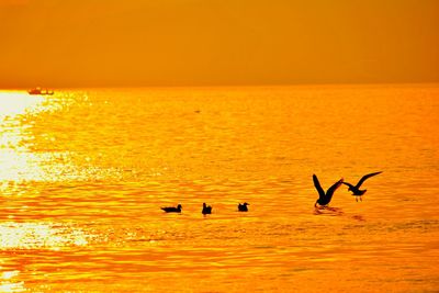 Birds flying over sea against sky during sunset