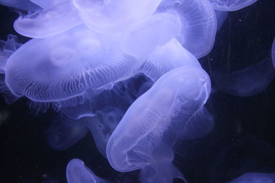 Close-up of jellyfish in water