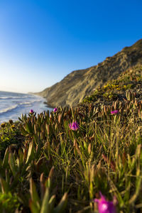Close-up of purple flowering plants by land against sky