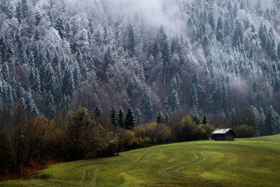 Scenic view of forest