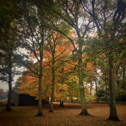 Trees against sky during autumn