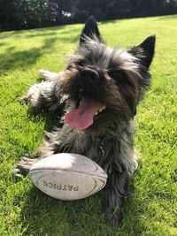 Close-up of dog with ball on grass