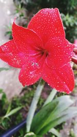 Close-up of wet red flower