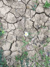 Close-up of flower on field