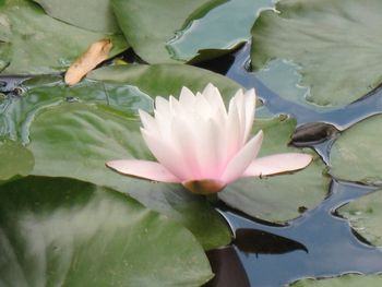 Close-up of lotus water lily in pond