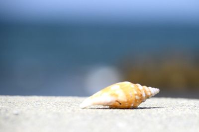 Close-up of surface level of wood