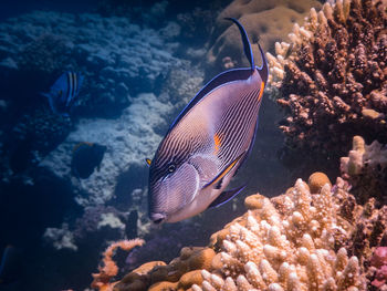 Fish swimming in sea