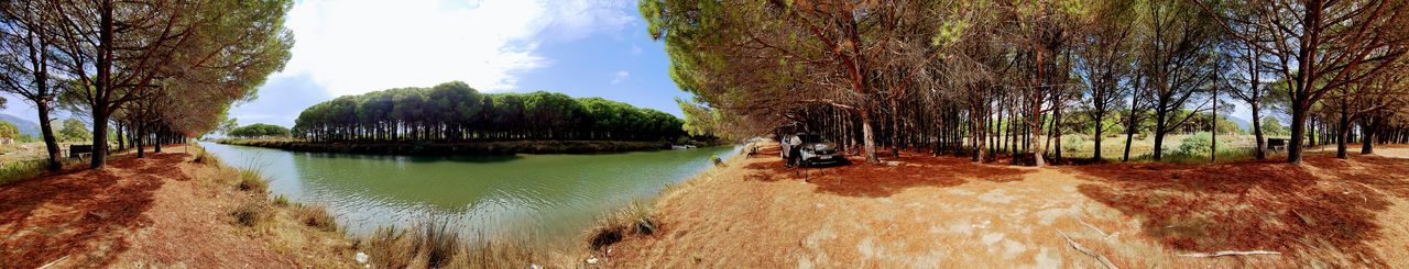 Panoramic view of trees growing in forest against sky