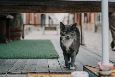 Portrait of black cat standing outdoors