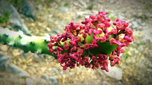 Close-up of red flowers