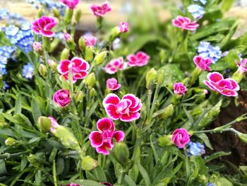 Close-up of pink flowers blooming outdoors