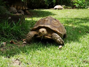 View of tortoise on land