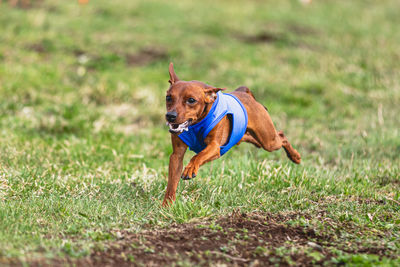 Dogs running on field