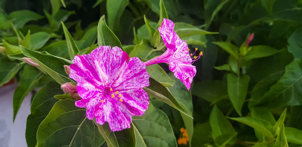 Close-up of pink flowering plant