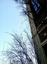 Low angle view of bare tree against sky